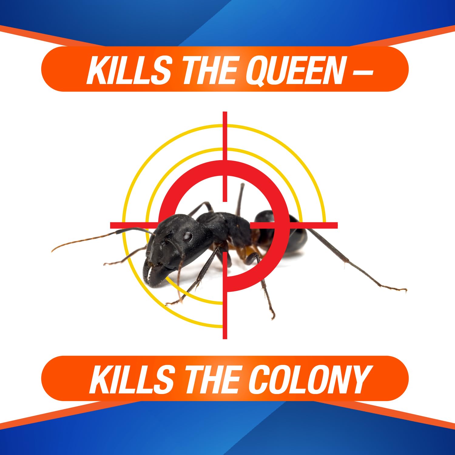 HOME PLUS Ant Killer Bait Station on a countertop
