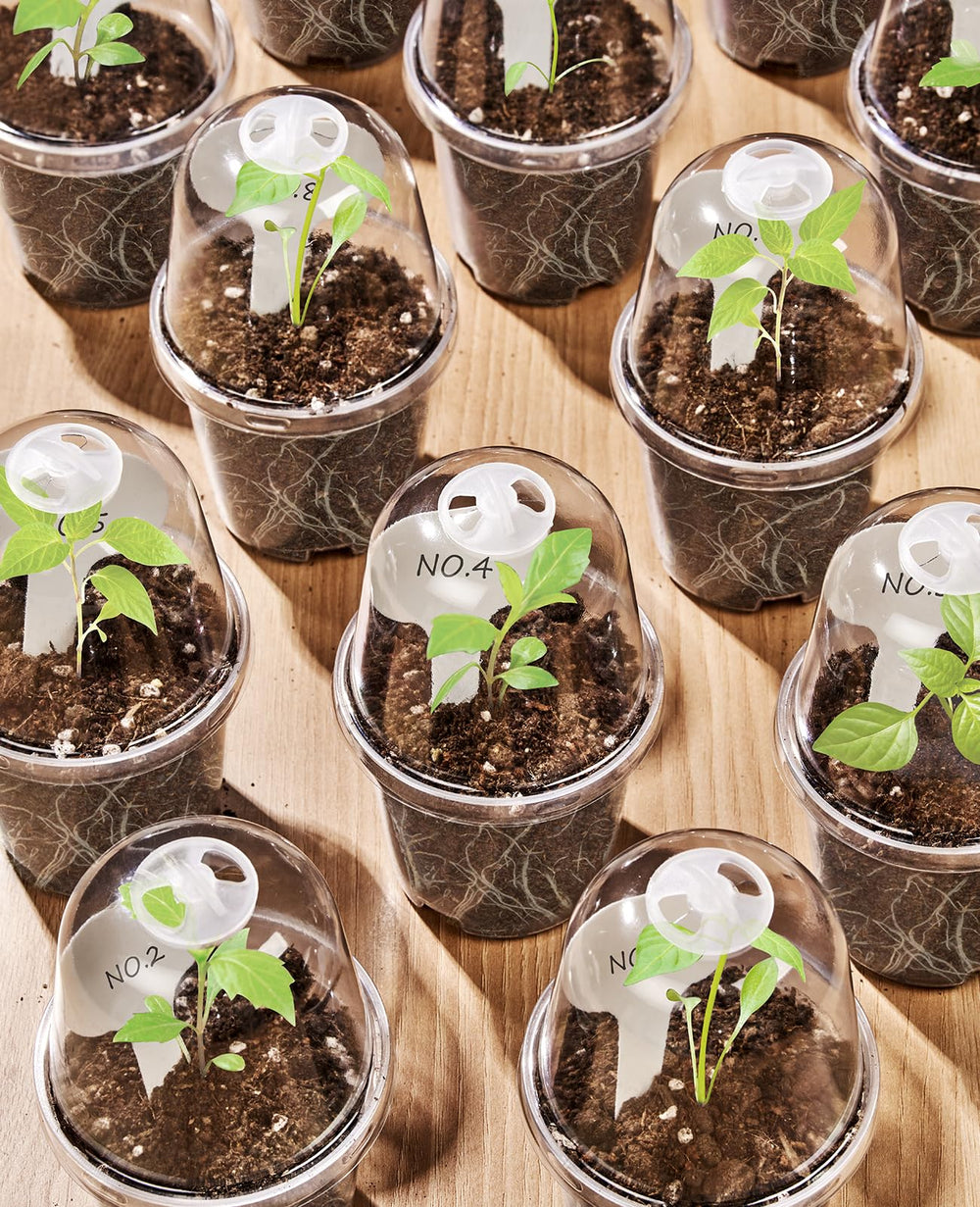 homenote nursery pot showing soil and root system