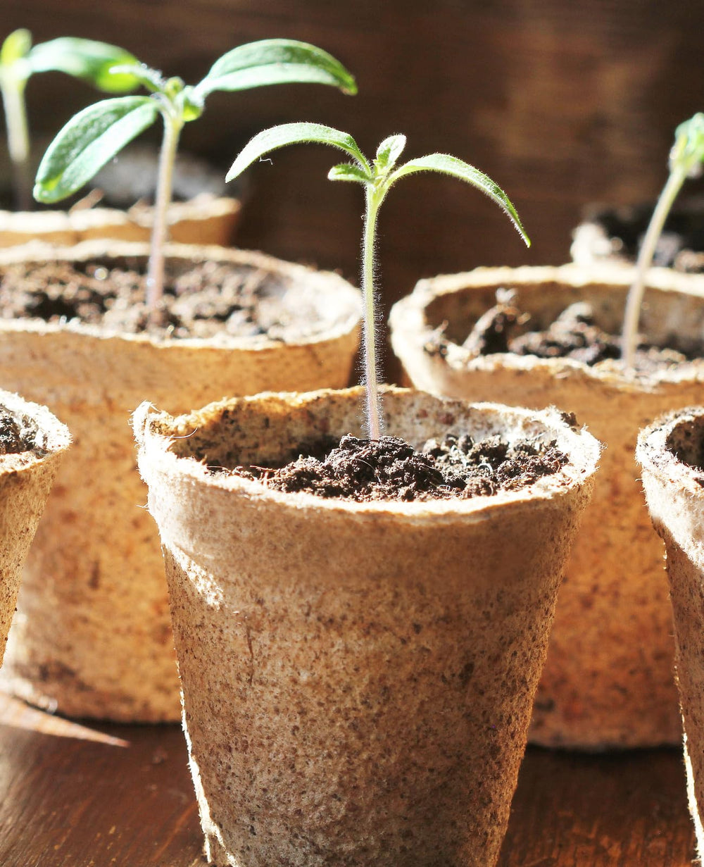 homenote peat pots in a gardening setting