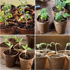homenote peat pots with plant labels included