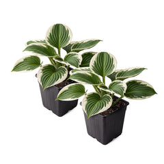 Hosta Patriot plant front view with dark green leaves and white margins