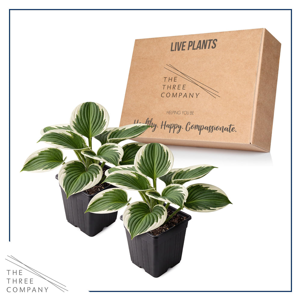 Hosta Patriot plant in a shaded garden area