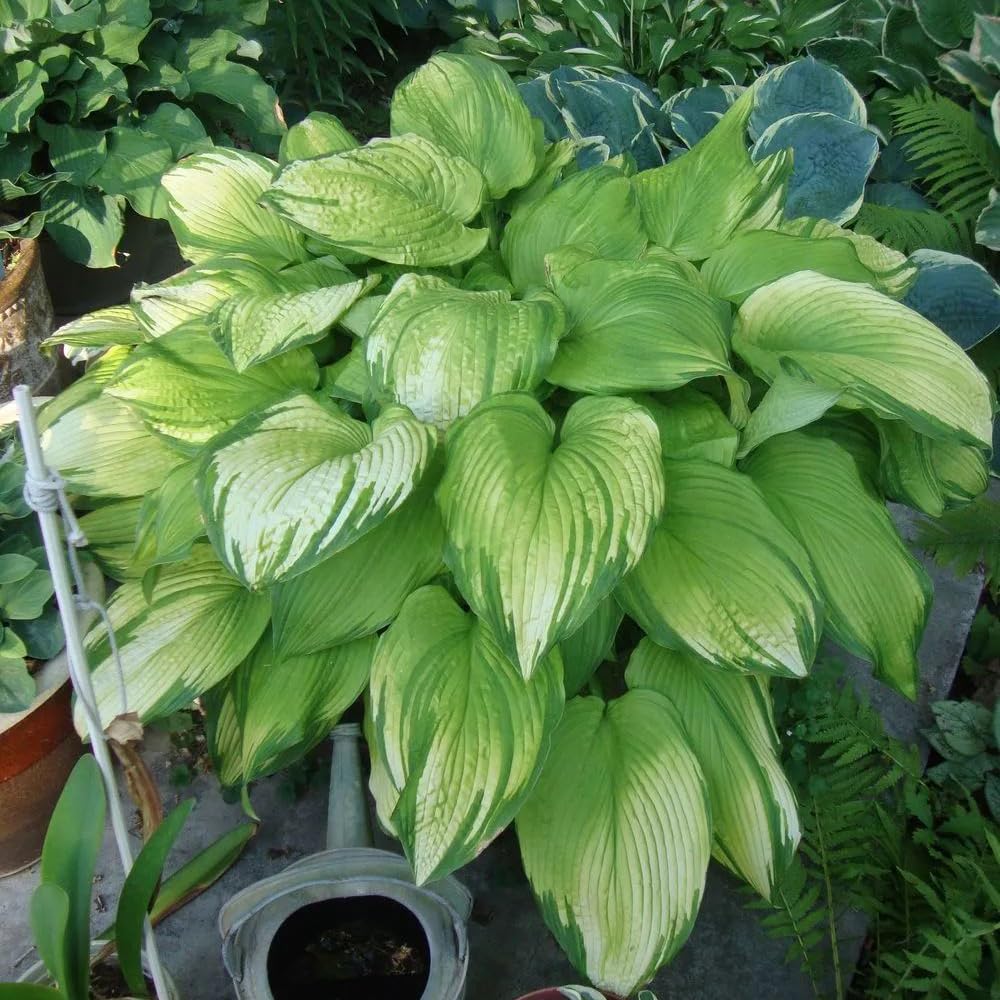 Hosta plants blooming in a shaded garden