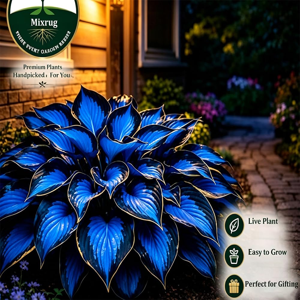 Hosta plants blooming with colourful flowers