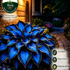 Hosta plants blooming with colourful flowers