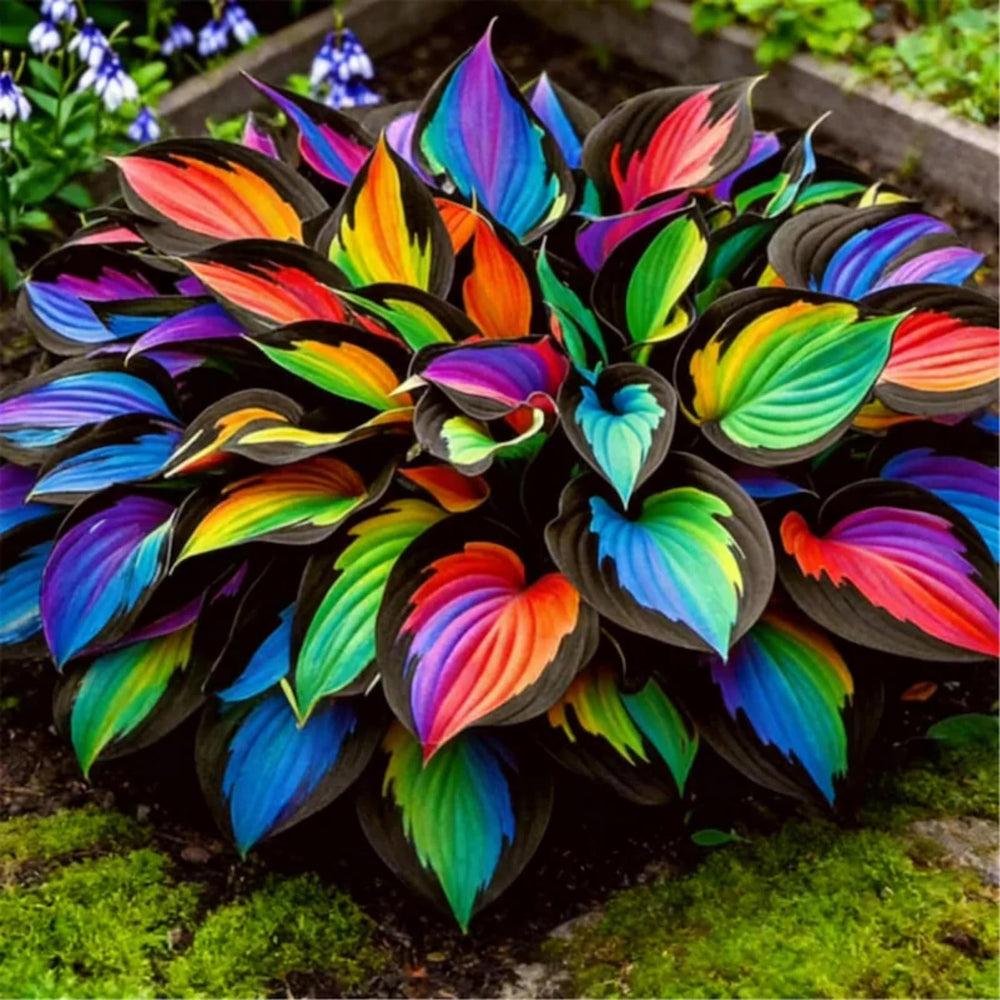 Hosta plants in a lush garden setting with various foliage