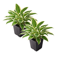 Hosta So Sweet 2 Pack in 1 Qt pots front view