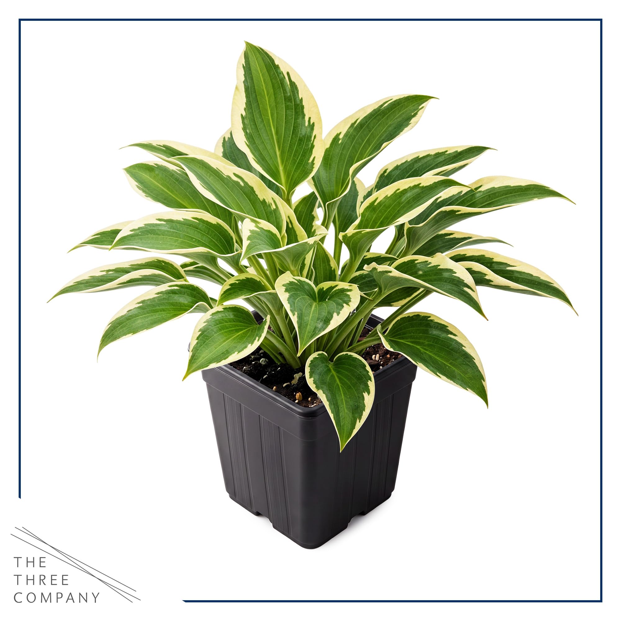 Hosta So Sweet plants with yellow margins in garden
