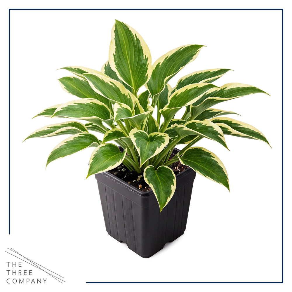 Hosta So Sweet plants with yellow margins in garden