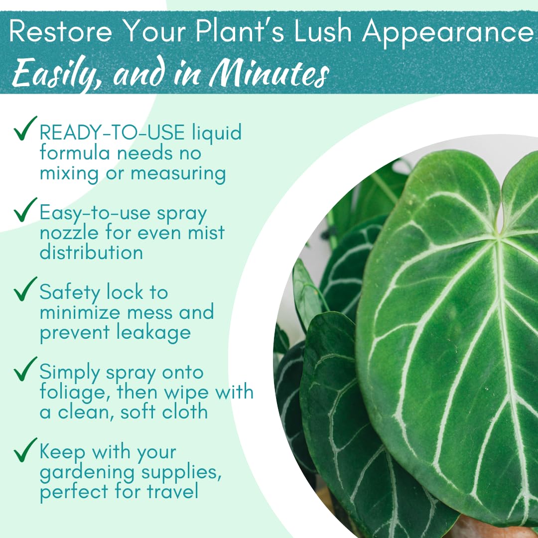 Houseplant Leaf Shine Spray with Fiddle Leaf Fig plants