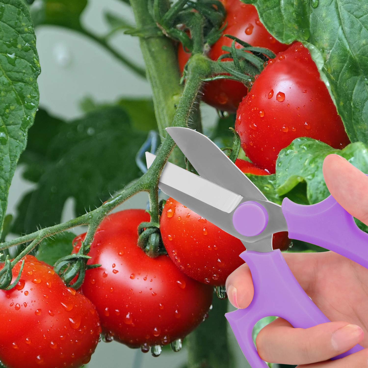 Housolution Flower Scissors displayed with other gardening tools