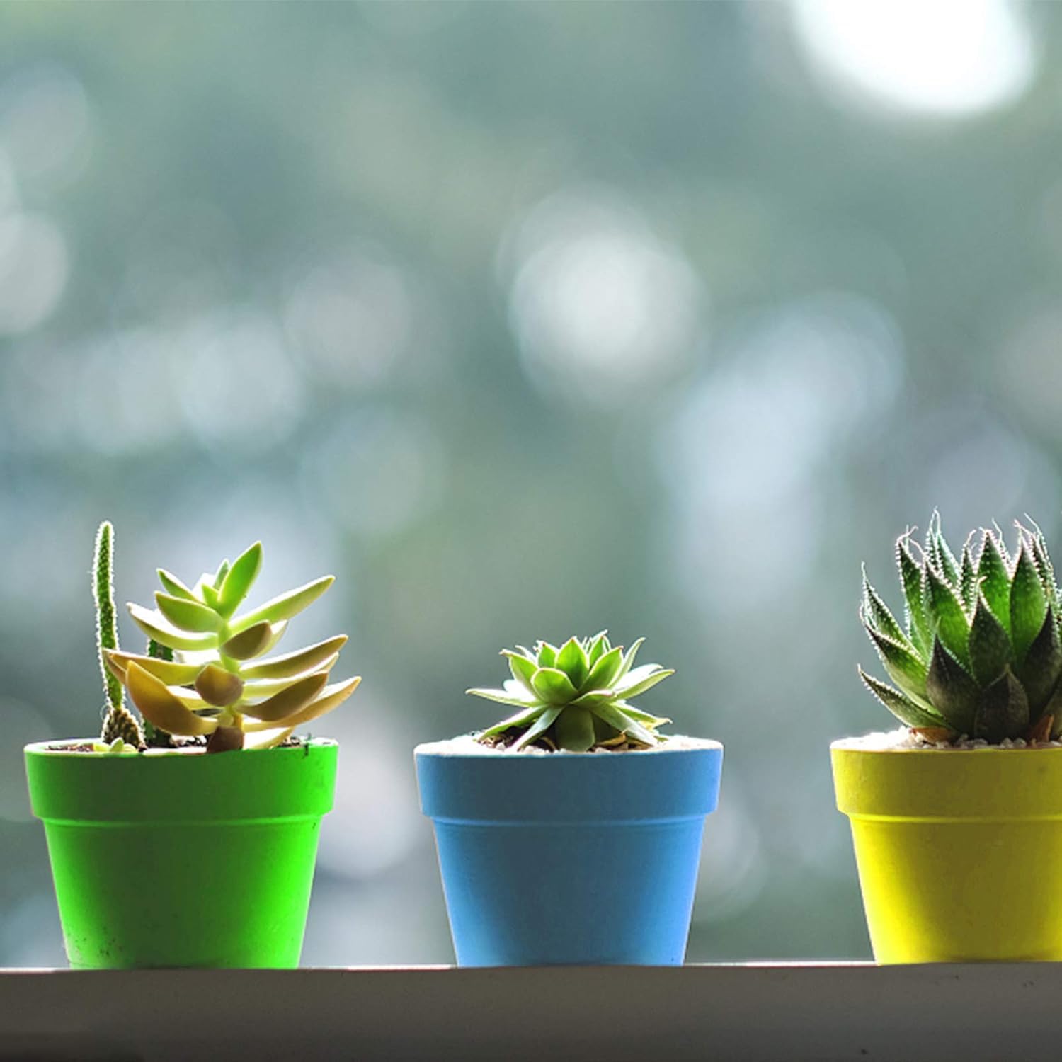 Humidity dome helping seedlings grow in nursery pots