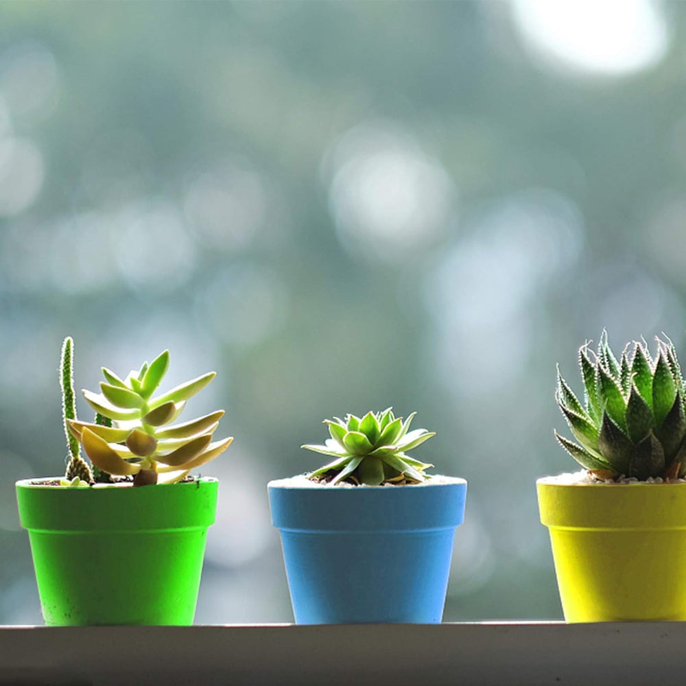 Humidity dome helping seedlings grow in nursery pots