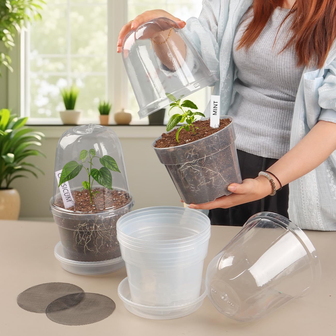 Humidity dome on BTPLASTIK clear nursery pot displaying plant roots