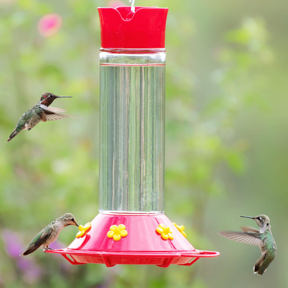 Hummingbirds feeding from Perky-Pet feeder in outdoor setting