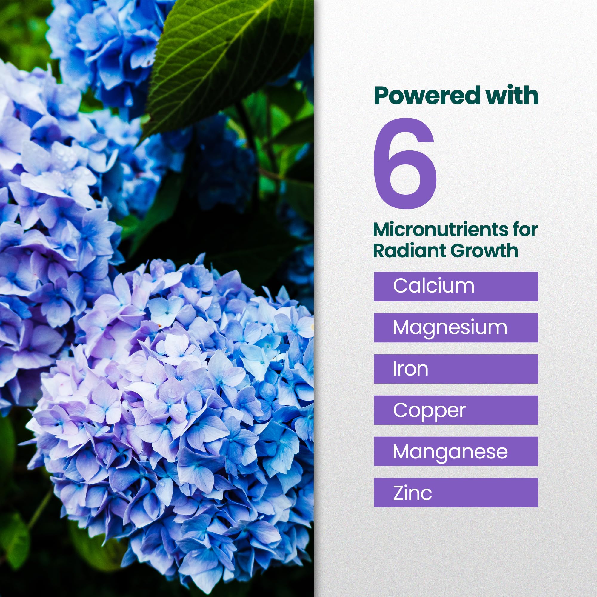 Hydrangea plants thriving with HiThrive Fertilizer