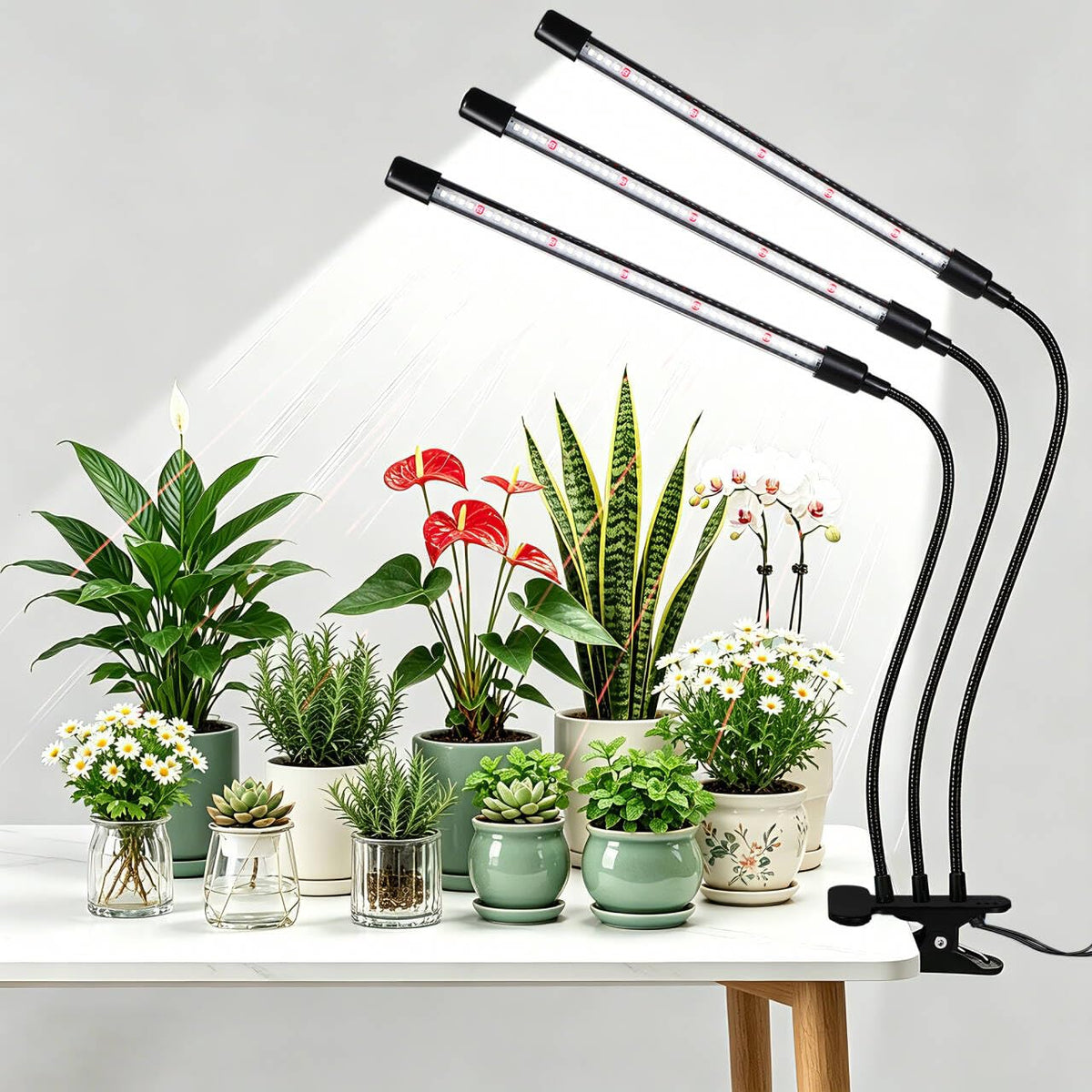 Hywyimlait Black Grow Light with three heads on display