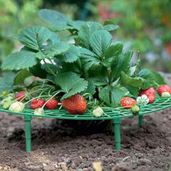 Iceyyyy Strawberry Plant Support 5 Pack with connecting rod and stakes