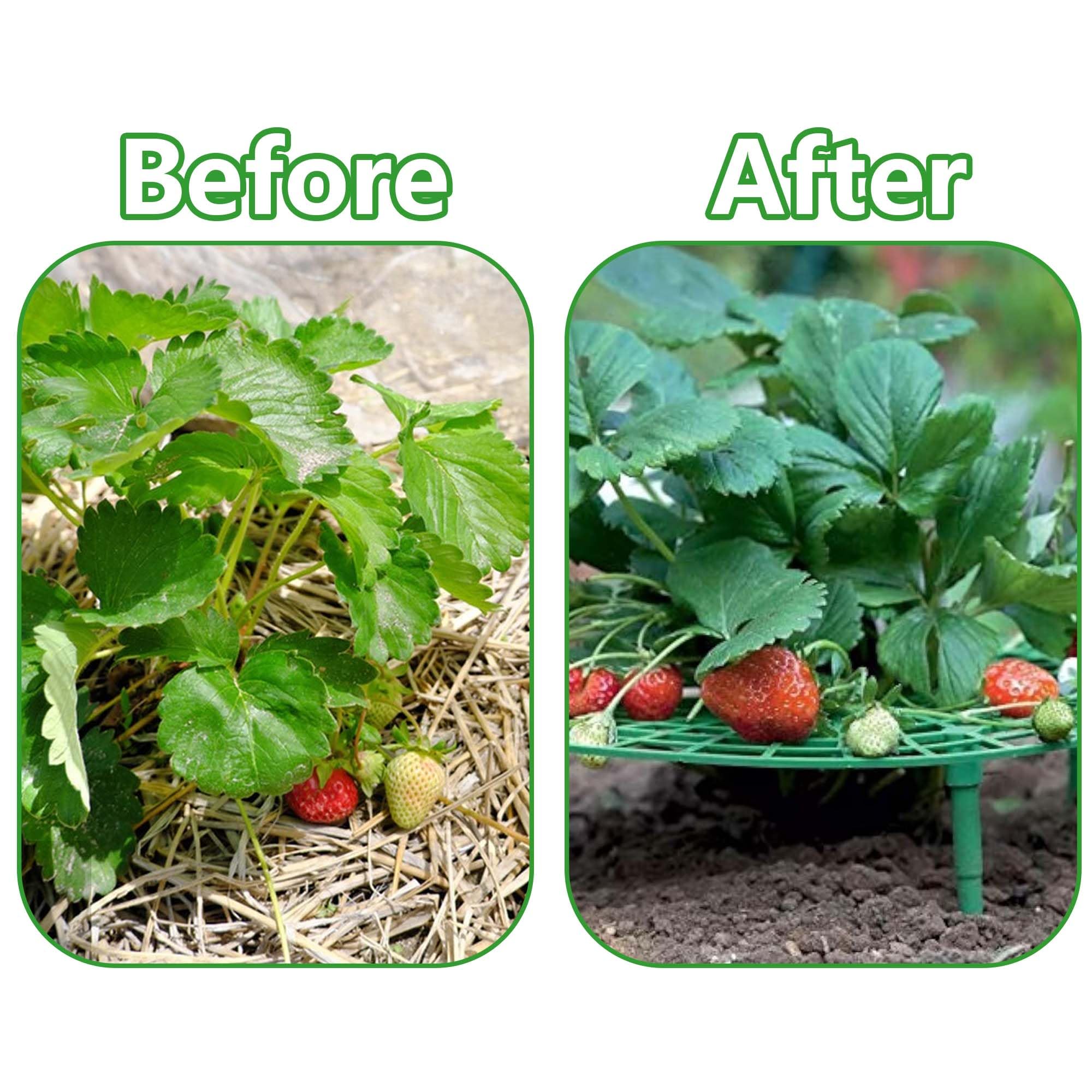 Iceyyyy Strawberry Plant Support pack display with all components