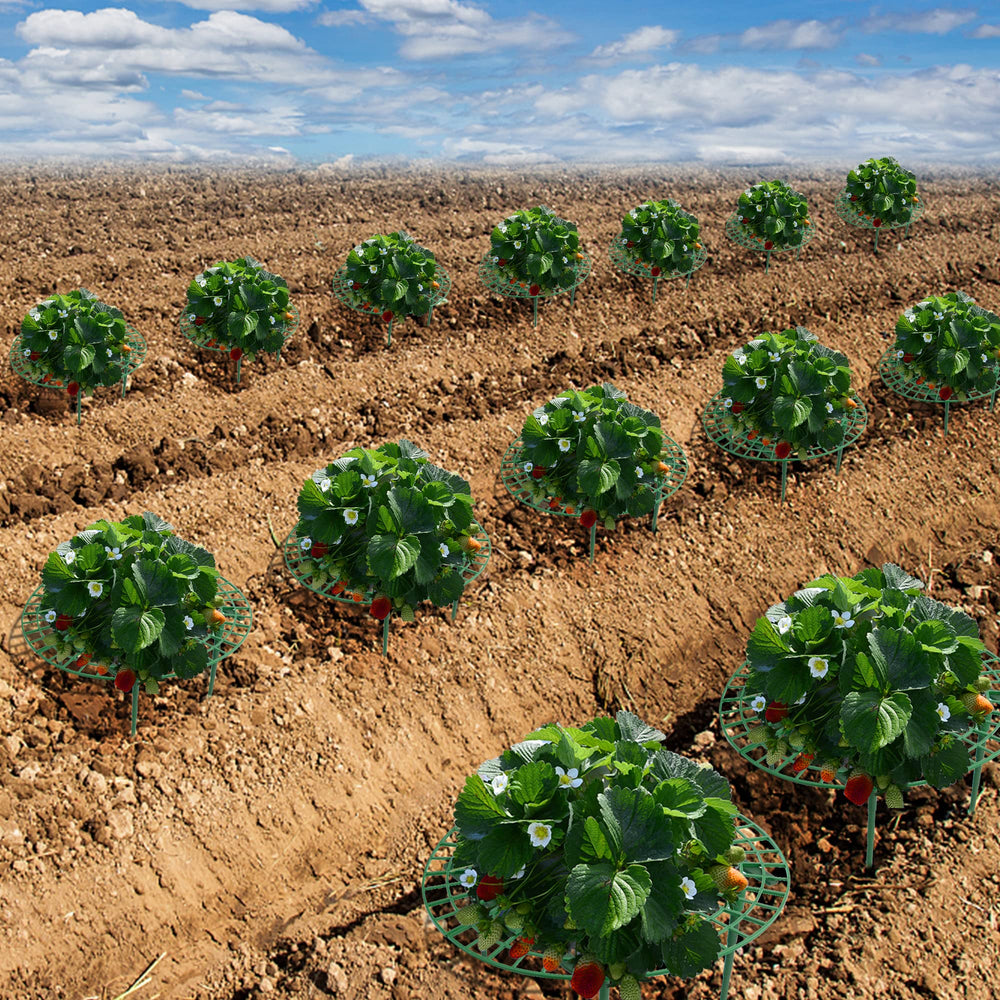 Iceyyyy Strawberry Plant Support showing connecting rod and stakes