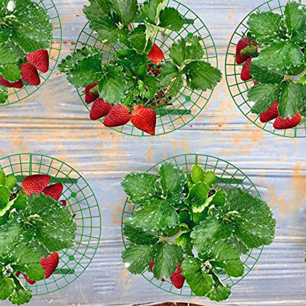 Iceyyyy Strawberry supports maintaining clean berries in wet conditions
