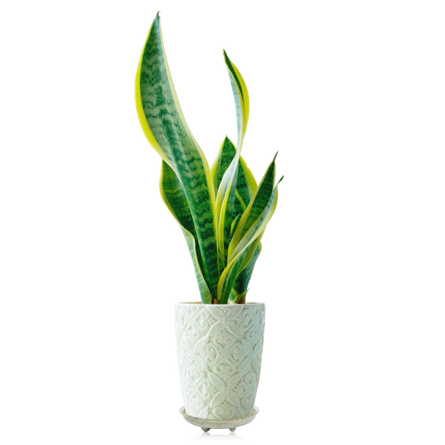 Idyllize 10-inch plant saucer packaging view