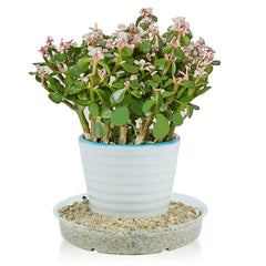 Idyllize 6 Inch Clear Plastic Plant Saucer Tray with potted plant