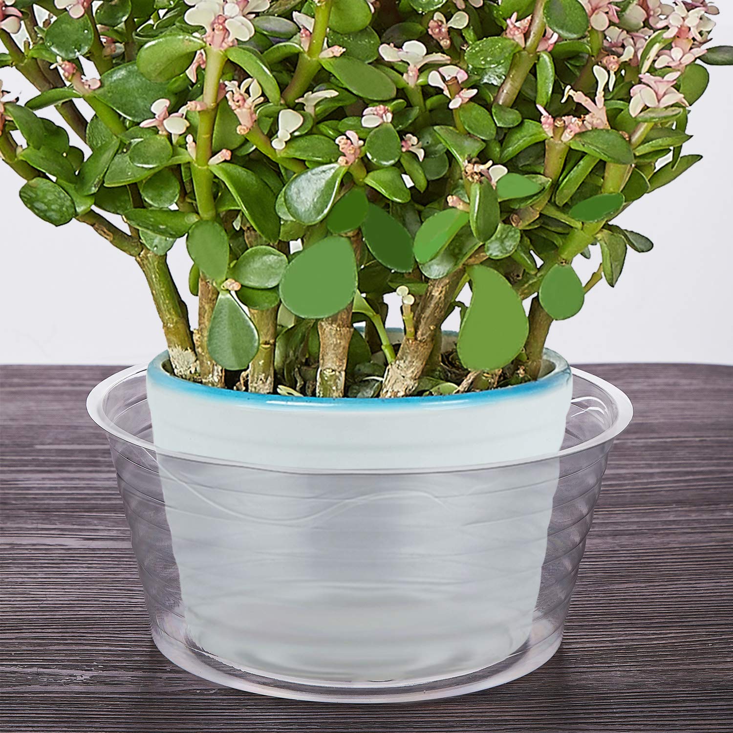 Idyllize 8 Inch Clear Plastic Plant Saucer in use with potted plant