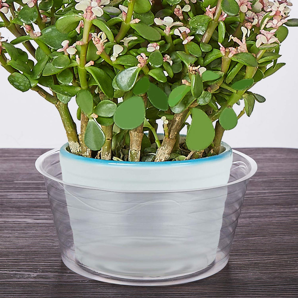 Idyllize 8 Inch Clear Plastic Plant Saucer in use with potted plant