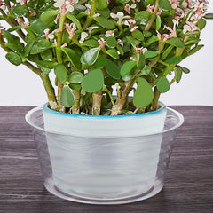 Idyllize 8 Inch Clear Plastic Plant Saucer in use with potted plant