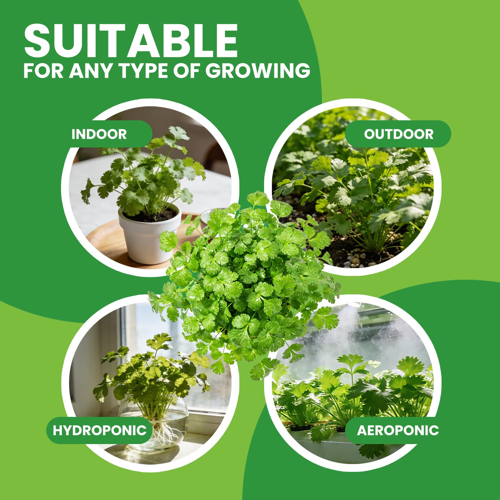 Illustration of cilantro plant growing indoors