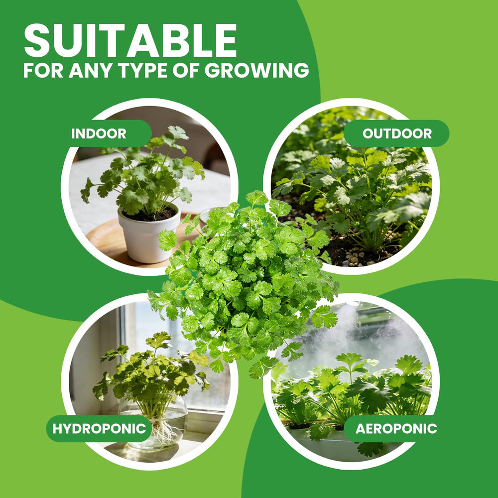 Illustration of cilantro plant growing indoors