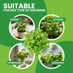 Illustration of cilantro plant growing indoors