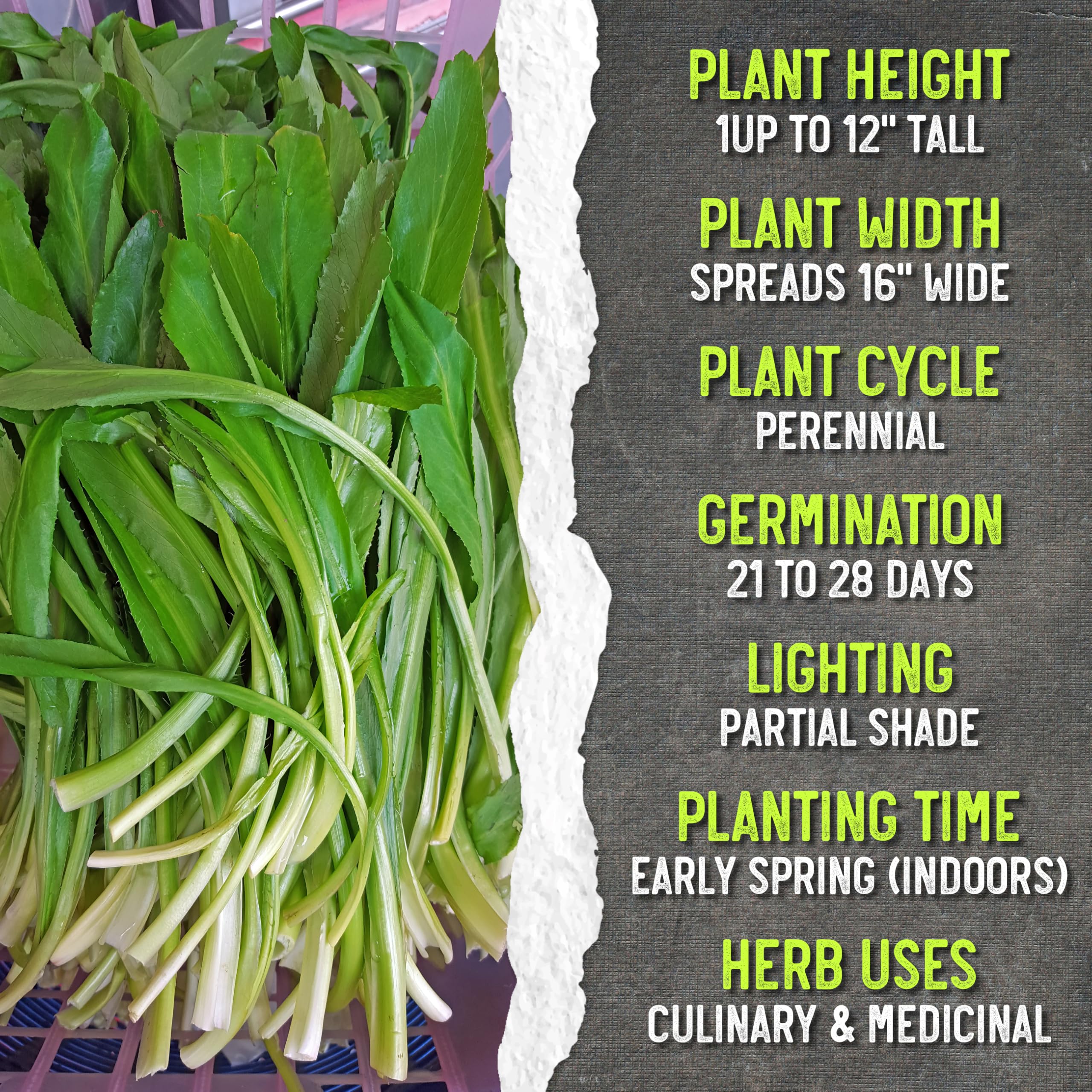 Illustration of Culantro plant features