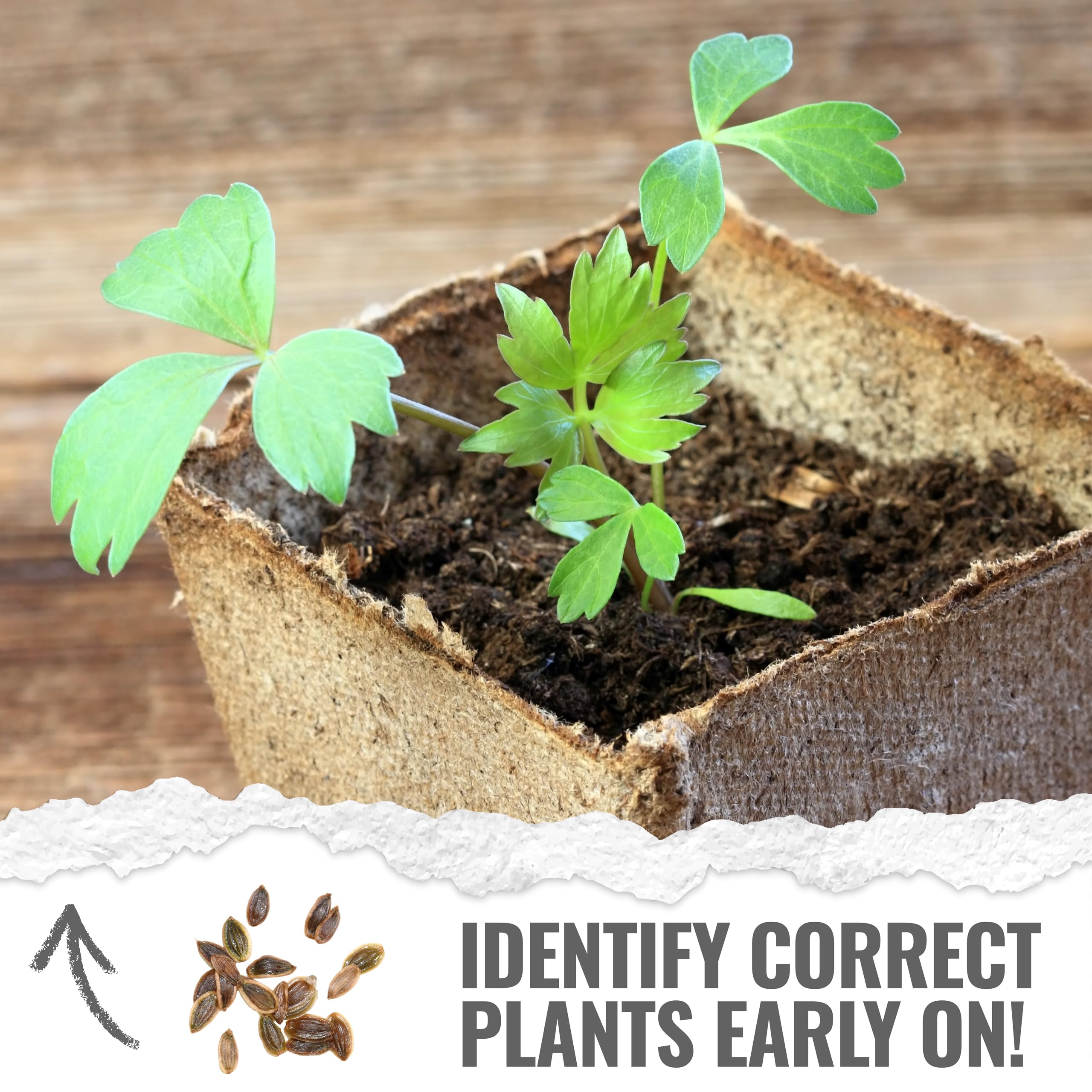 Illustration of Lovage plant on seed packet