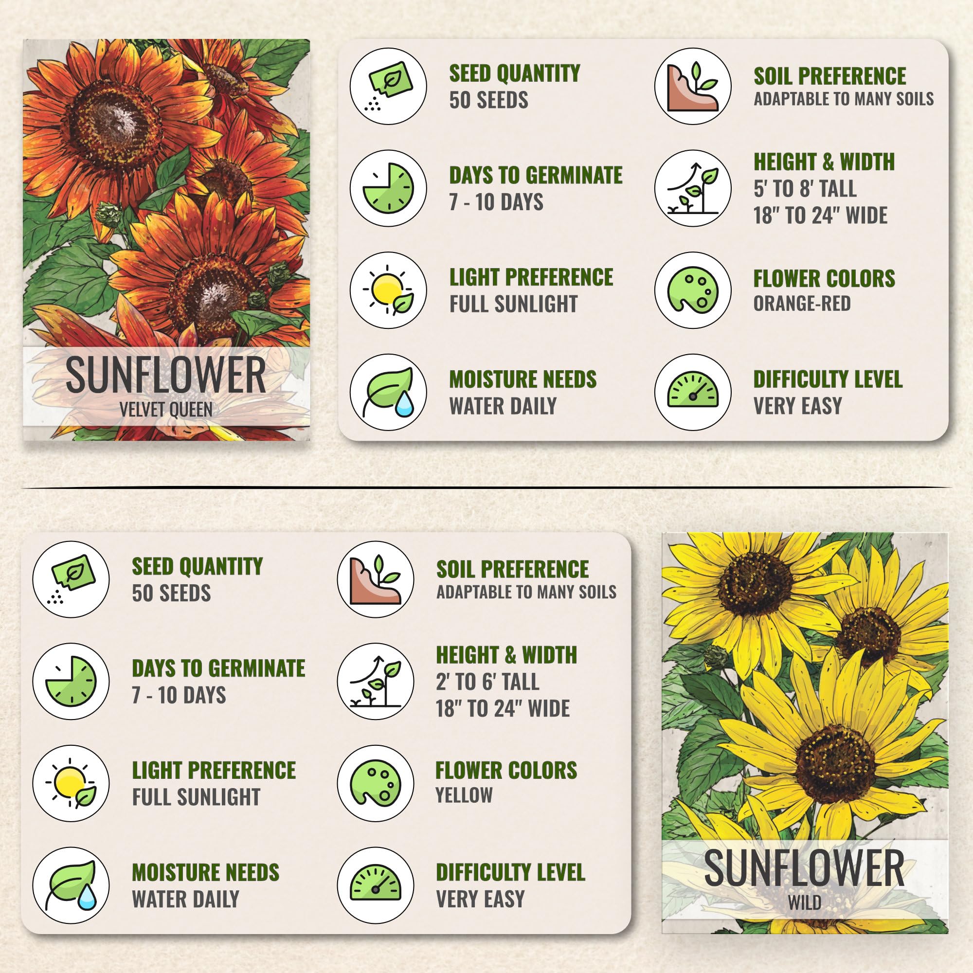 Illustration of Tall Teddy sunflower seed packet