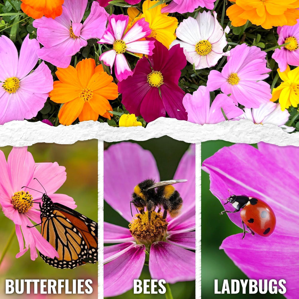 Image of Cosmos flowers attracting bees and butterflies