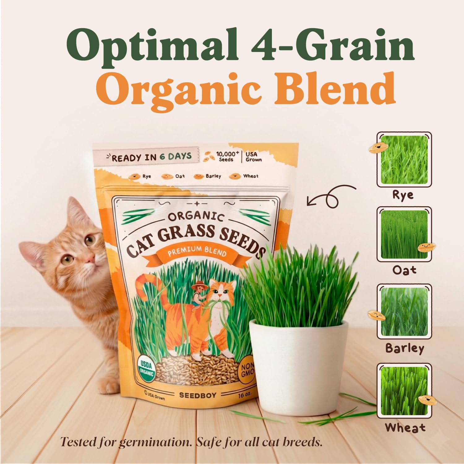 Indoor cat enjoying Seedboy Cat Grass