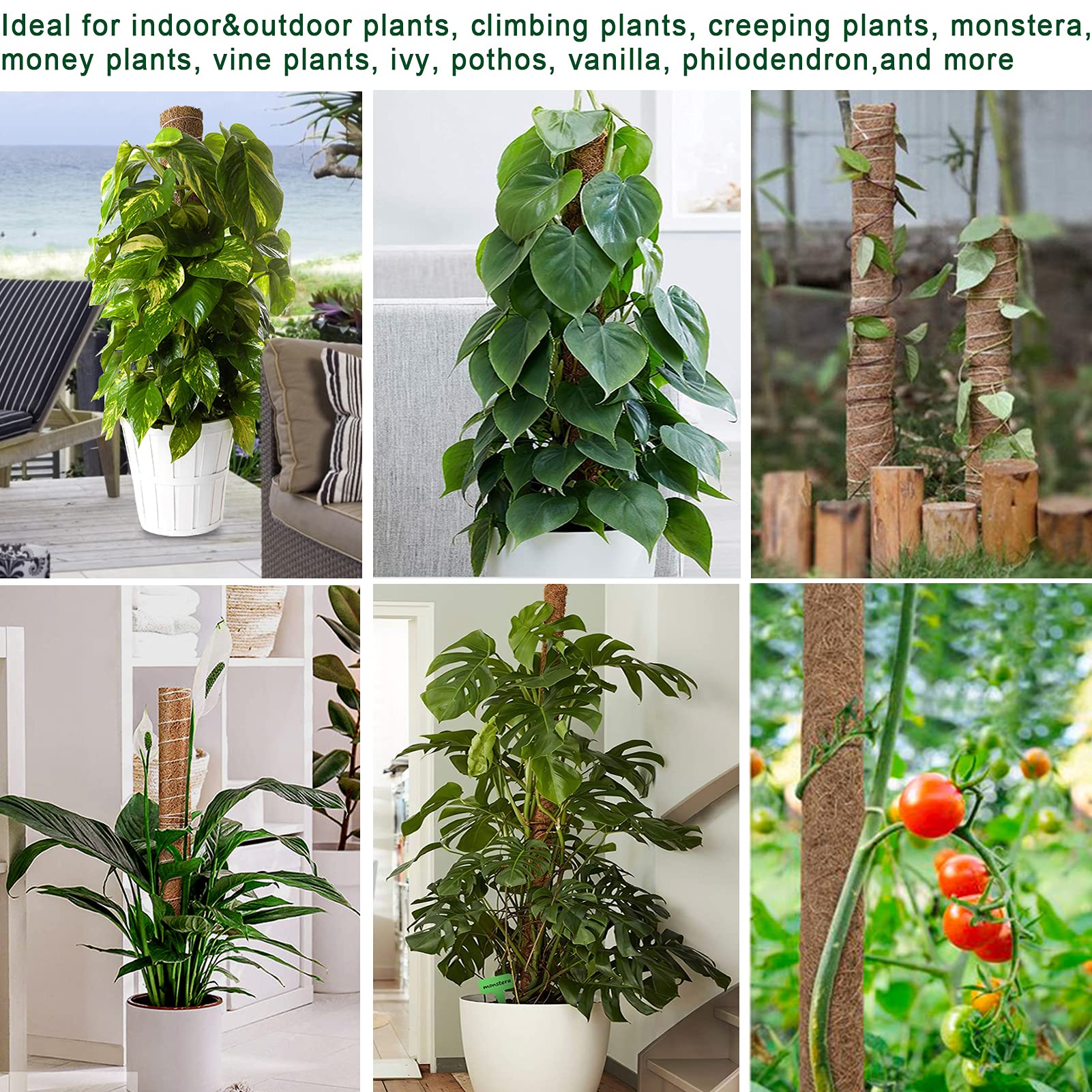 Indoor climbing plant supported by Fabulas Moss Pole
