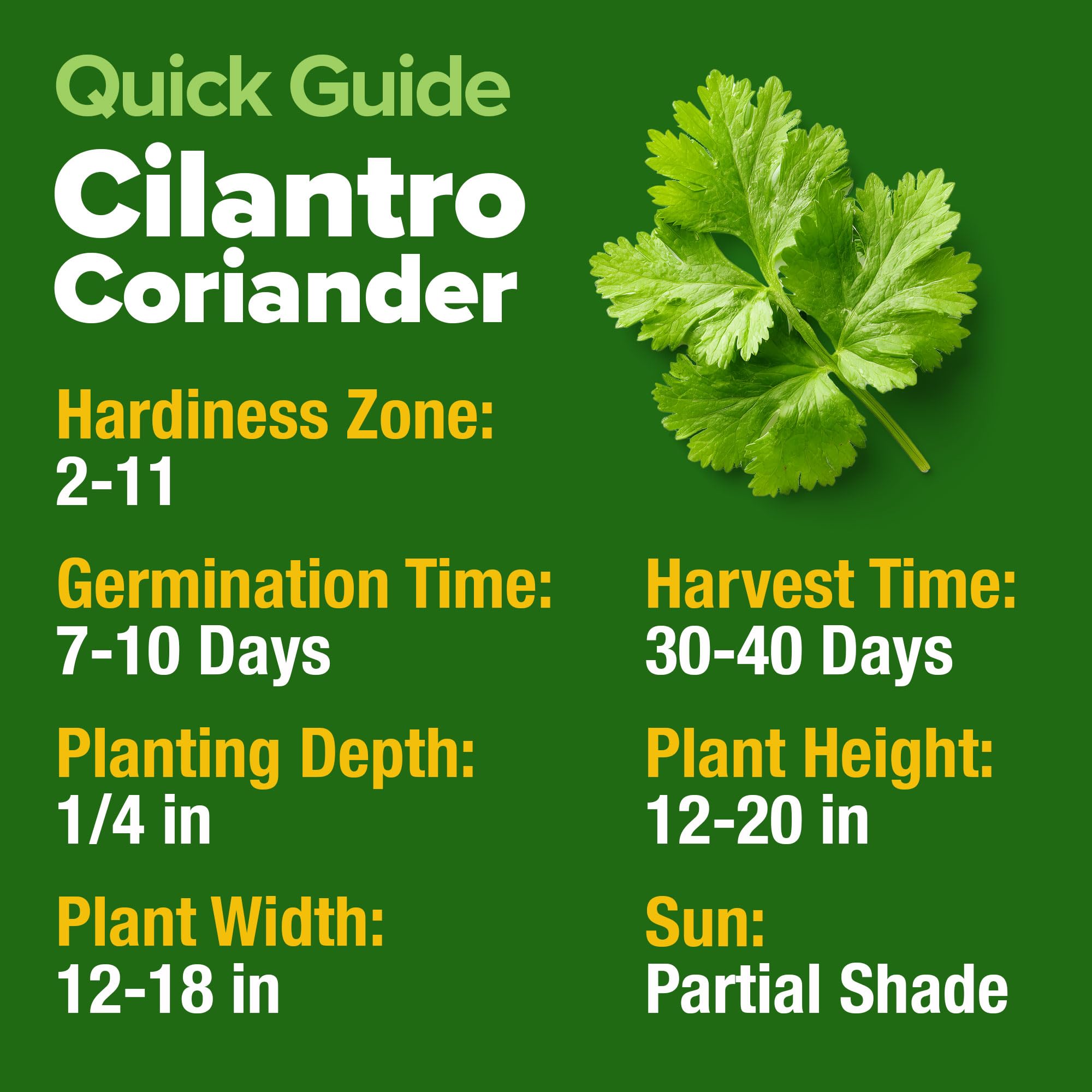 Indoor herb garden featuring HOME GROWN Cilantro