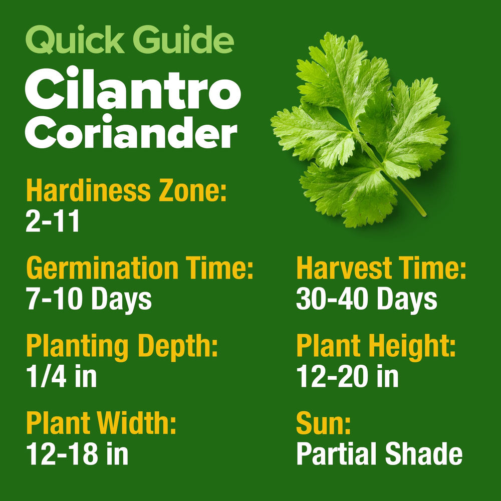 Indoor herb garden featuring HOME GROWN Cilantro