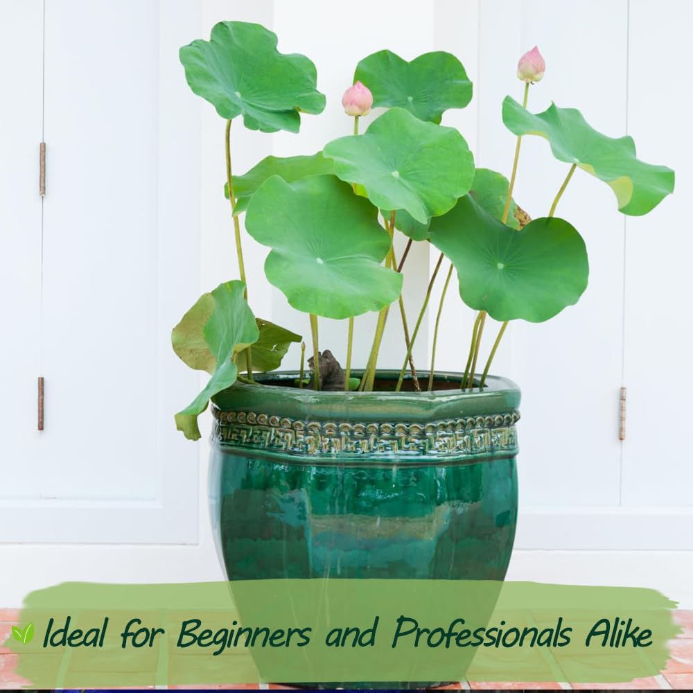 Indoor mini water garden with Wily Fox lotus flowers