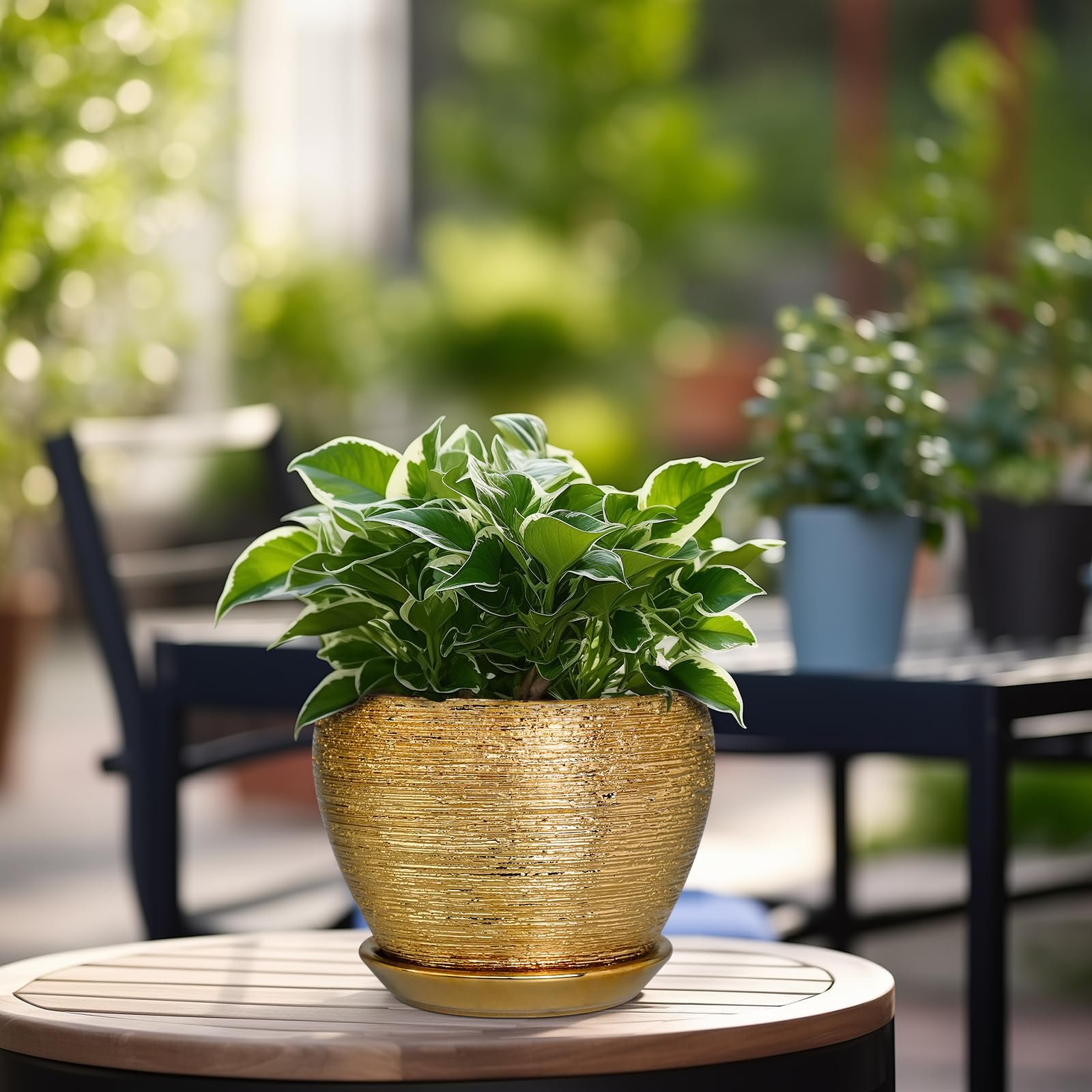Indoor plant in Ceramicfor 6 Inch gold pot