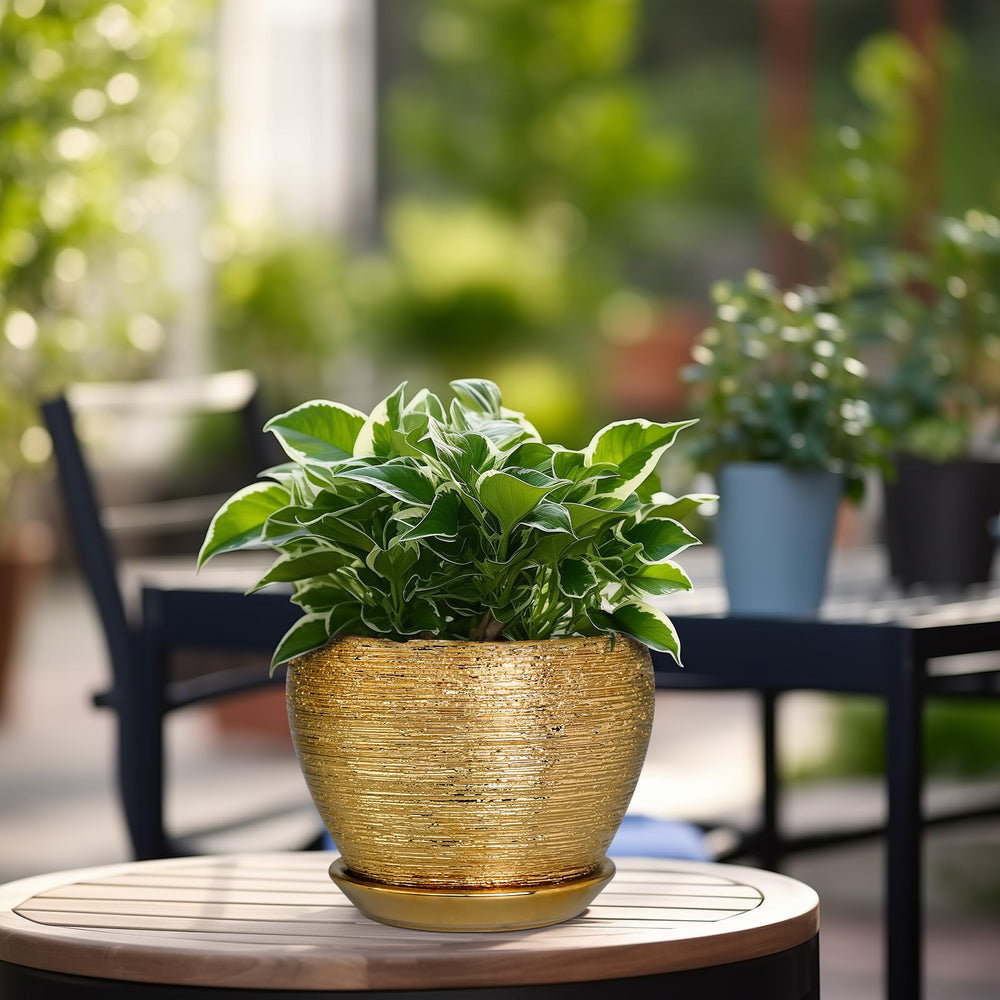 Indoor plant in Ceramicfor 6 Inch gold pot