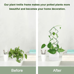 Indoor plant supported by WellSign trellis, showcasing growth