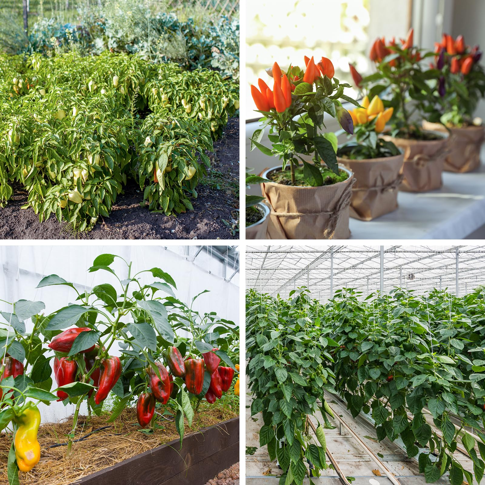 Indoor planting setup with pepper seeds