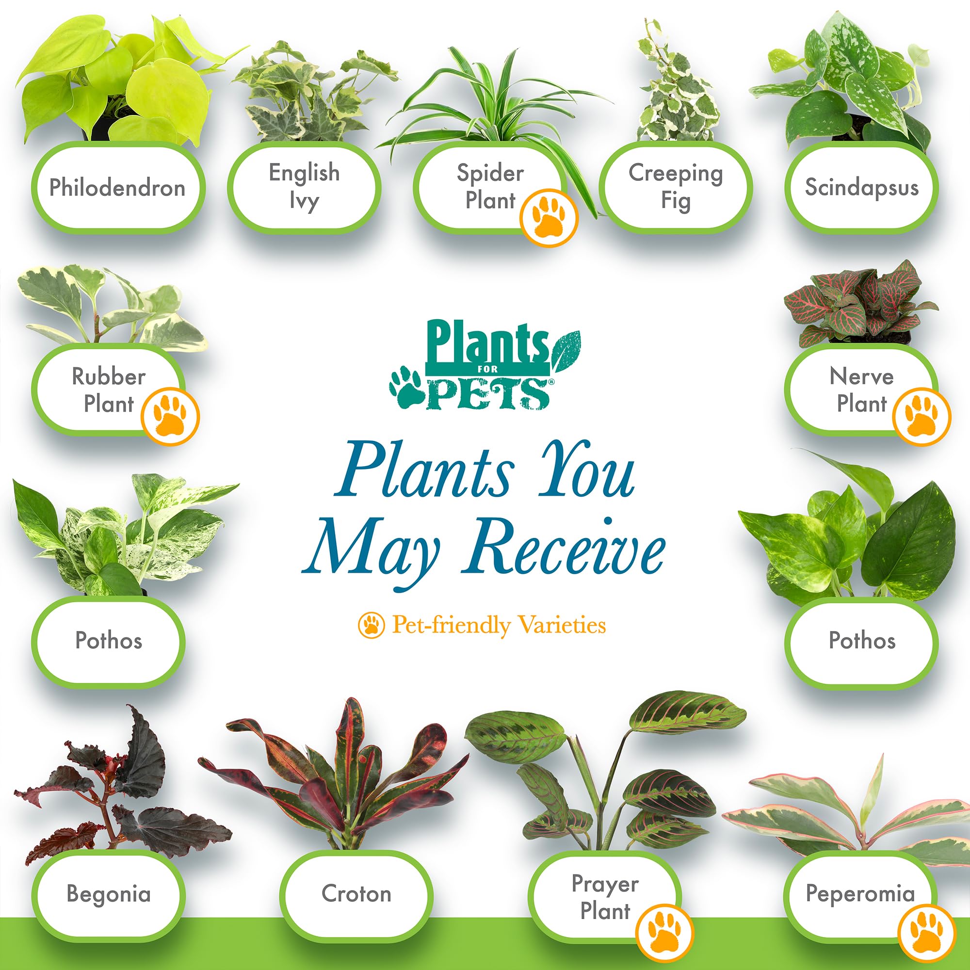 Indoor plants ideal for home decoration