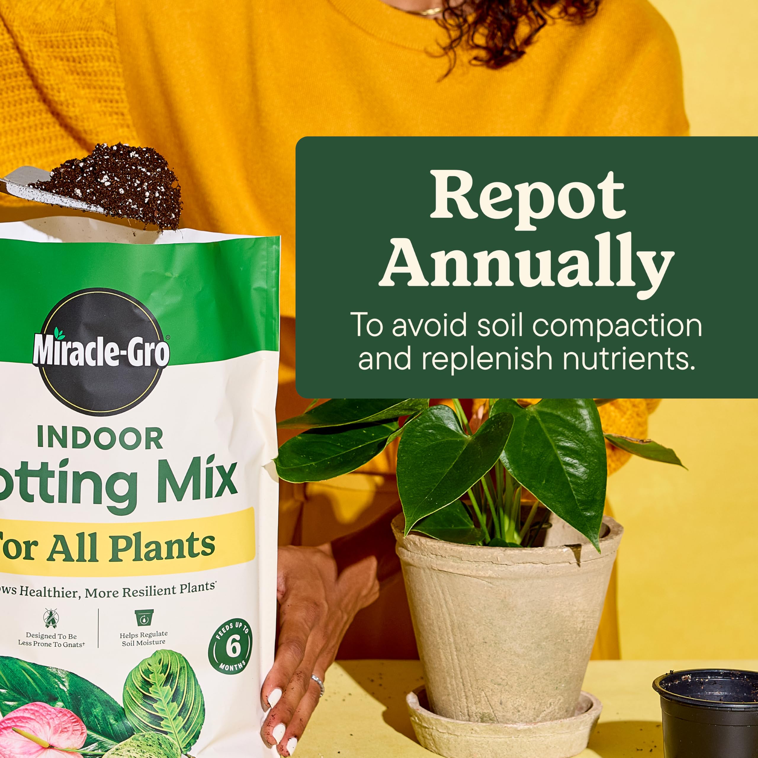 Indoor plants thriving in Miracle-Gro Indoor Potting Mix