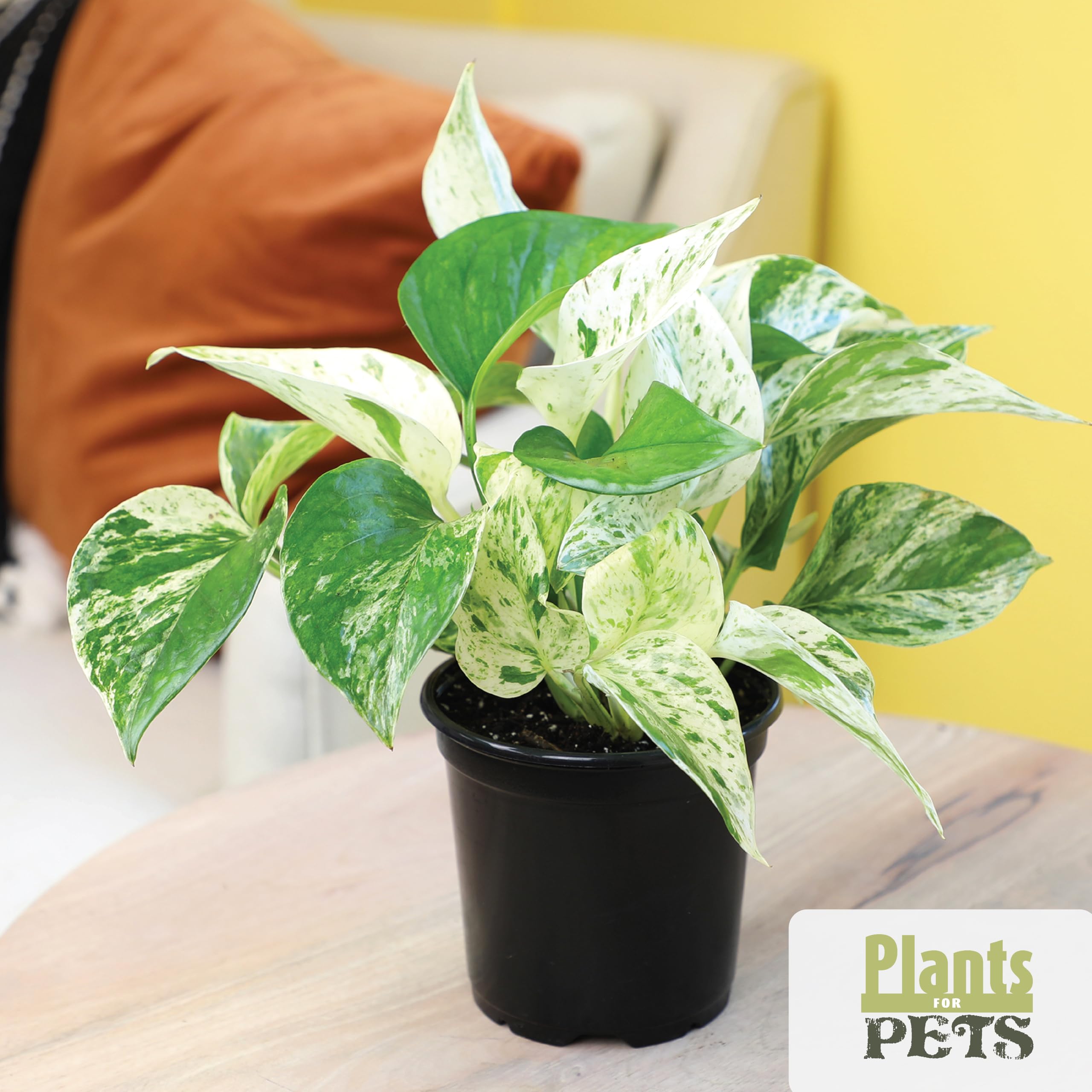 Indoor setting featuring all four plants from the Essential Houseplant Collection