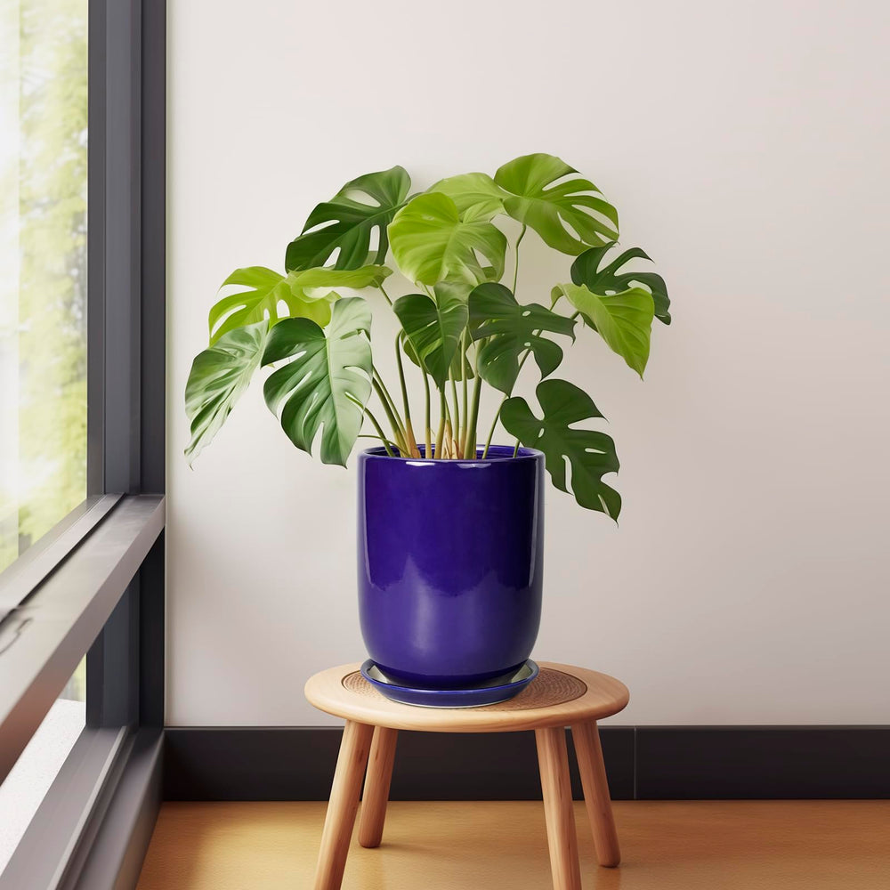 Indoor setup featuring SUNPOTFOR Ceramic Plant Pot with cactus